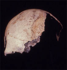 mungo 3 frontal